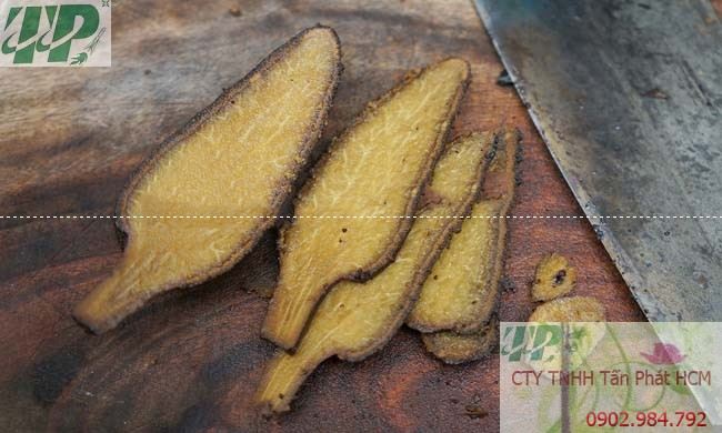 Địa chỉ bán nấm ngọc cẩu tại quận 7 giá tốt Địa chỉ bán nấm ngọc cẩu tại quận 7 giá tốt